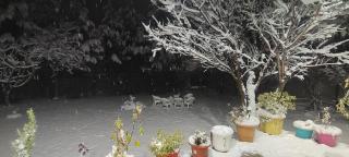 The CLOVER INN - Srinagar - 4