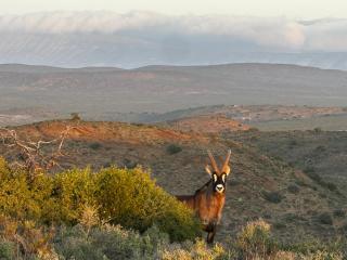 Aardvark Bioreserve - Ladismith - 1