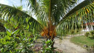 Fleur d'Hibiscus - 6