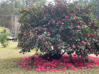 Mill Creek Farm - - 2