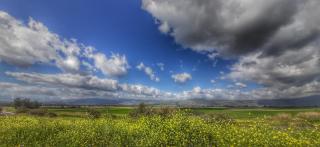אגמון החולה - Lahavot HaBashan - 1