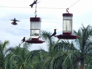 Hummingbird Inn Pedasi - Punta Toro - 5