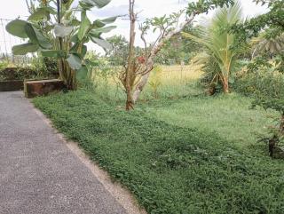 Maha House Mid of Ricefields - Tegalalang - 7