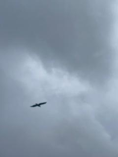 Hanøya- Vesterålen - 2