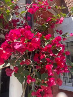 Fedes house - Villa Gesell - 8
