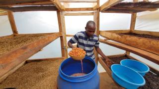 Sipi Coffee Tour Experience - Sipi - 4