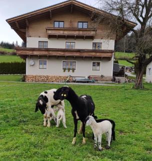 Maierlehen - Pfarrwerfen - 7