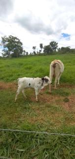 Chácara Berlezi - 9