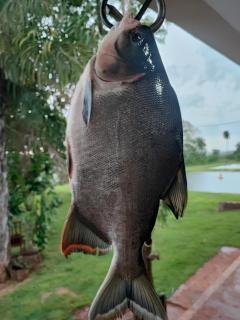 Chácara Berlezi - 1