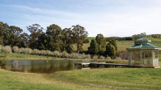 Olive Grove - Daylesford - 7