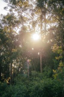 The Floating Forest - 2