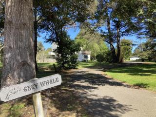 Grey Whale - Fort Bragg - 0