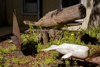Grey Whale - Fort Bragg - 2