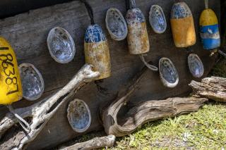 Driftwood - Fort Bragg - 7