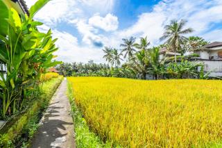 Rice Field Villa Ubud - Ubud - 3