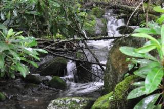 Dragonfly Cabin - Bryson City - 3