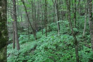 Dragonfly Cabin - Bryson City - 1