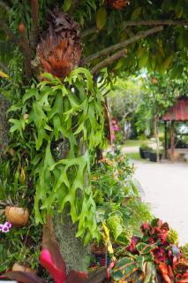 Villa Omloft - Phuket - 6