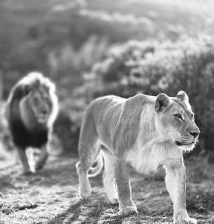 Garden Route Safari Camp - Mosselbaai - 8