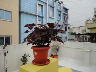 Susan Grand penthouse - Bangalore - 8