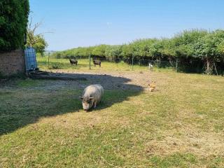 Gîte confortable à la ferme avec WIFI et animaux admis - FR-1-510-229 - 3