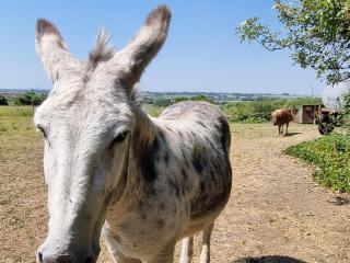 Gîte confortable à la ferme avec WIFI et animaux admis - FR-1-510-229 - 2