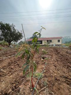 Aj farms - Welhe - 5
