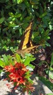 Iquitos, Amazonas Wildlife Lodge - Iquitos - 7