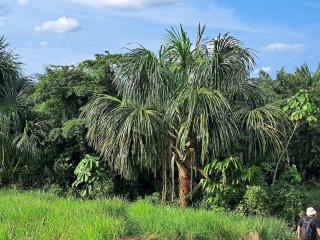 Iquitos, Amazonas Wildlife Lodge - Iquitos - 1