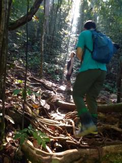 Rainforest River Edge - 9