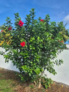 Fleur d'Hibiscus - Saint-Louis - 5