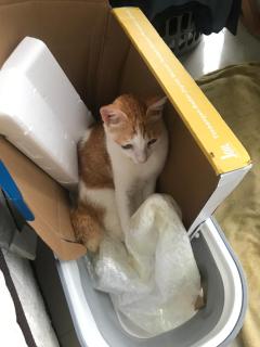 Richfield House with Private Pool for Pet Lovers - 9