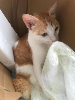 Richfield House with Private Pool for Pet Lovers - 5