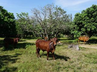 ไร่ภูตะวัน - 2