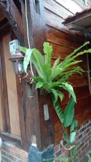 Omah Jowo homestay - - 5