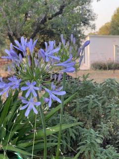 Lamia Fulmine avec piscine - 8