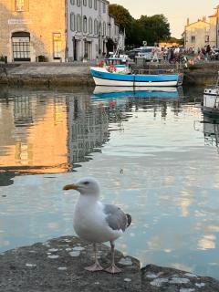 Vue sur le port - Saint-Martin-de-Ré - 9