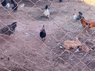Sandy farm - Oulad el Guern - 1