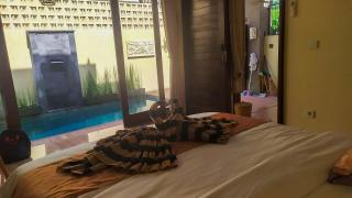 Jnana Bali Villa - Saba - 9