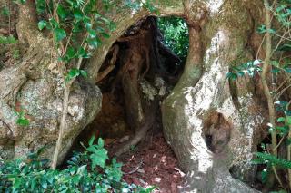 民泊Tsubaki House - 4