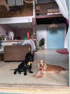 Casinha da Fabi - Pipa - 4