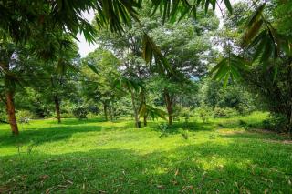 Bamboo Grove - Mānantoddy - 6
