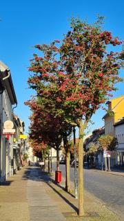 Ole's Nest - Angermünde - 5