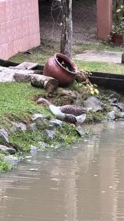 Sítio a 5 min da Villa Germânica - Blumenau - 1