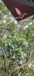 Villa Los Colibrí 11 -  - 6