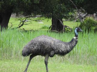 Halls Gap Cottages - Halls Gap - 8