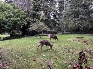 Pet friendly 1br with huge yard - 8