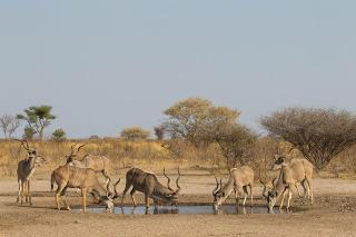 Korabi Lodge & Game Farm - Ghanzi - 9