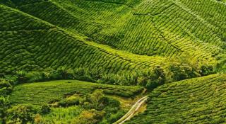 The Hotel Tudor Inn - Cameron Highlands - 9