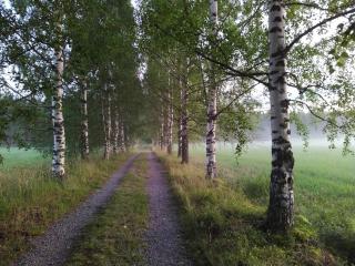 Vuonamo - Summer cottage - 2